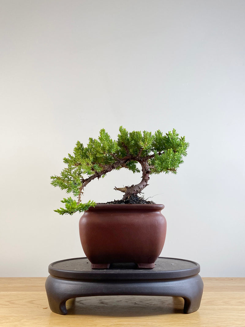 JAPANESE JUNIPER (JP201151)