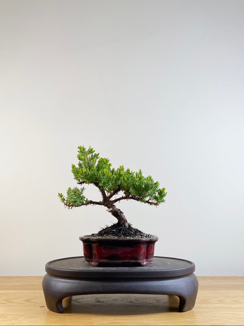 JAPANESE JUNIPER (JP201152)