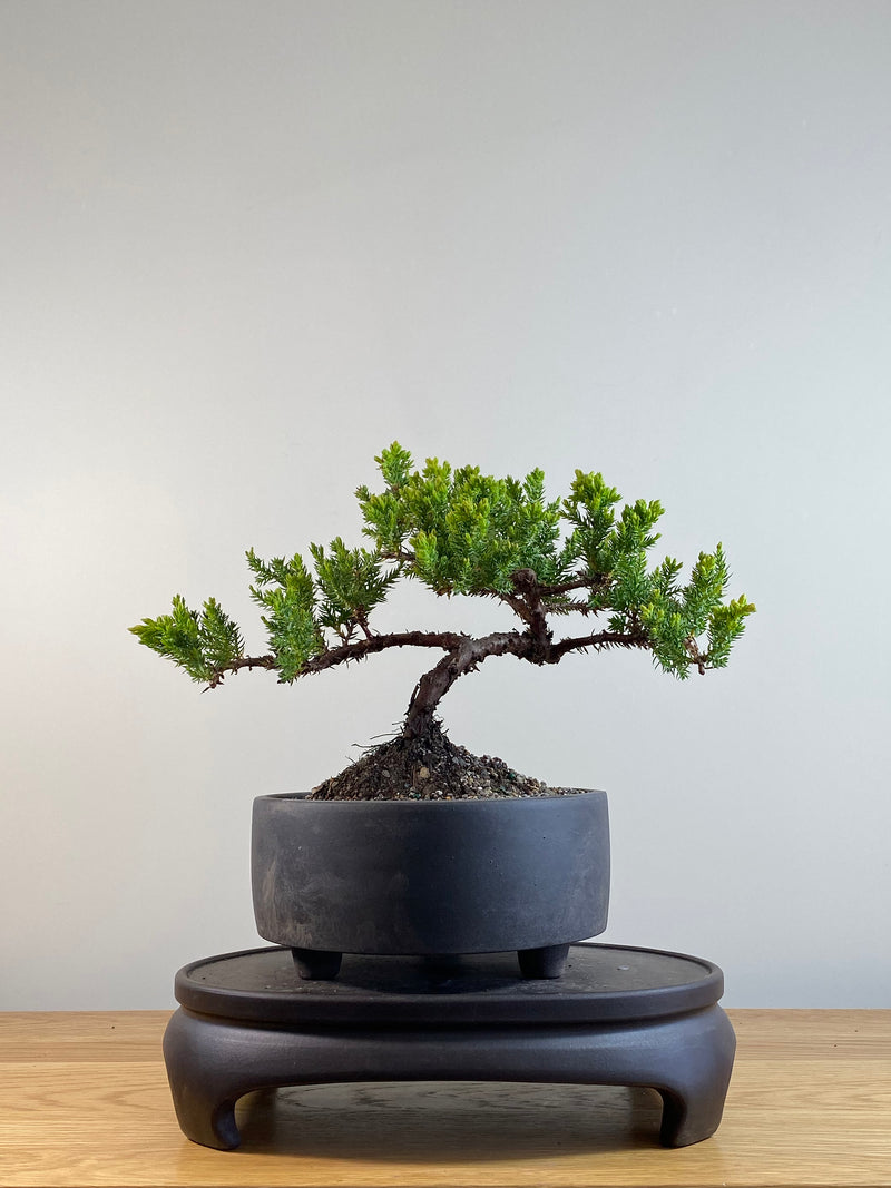 JAPANESE JUNIPER (JP201201)