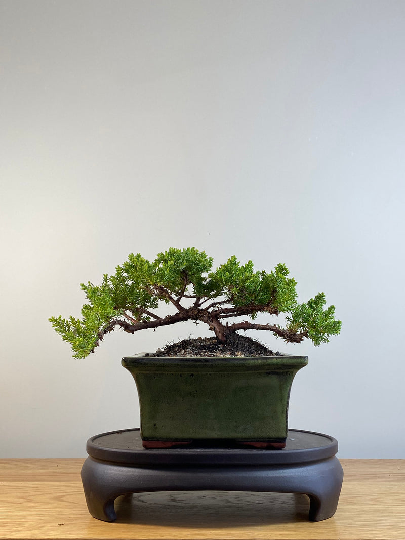 JAPANESE JUNIPER (JP201203)