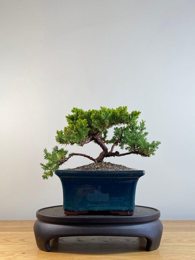 JAPANESE JUNIPER (JP201204)