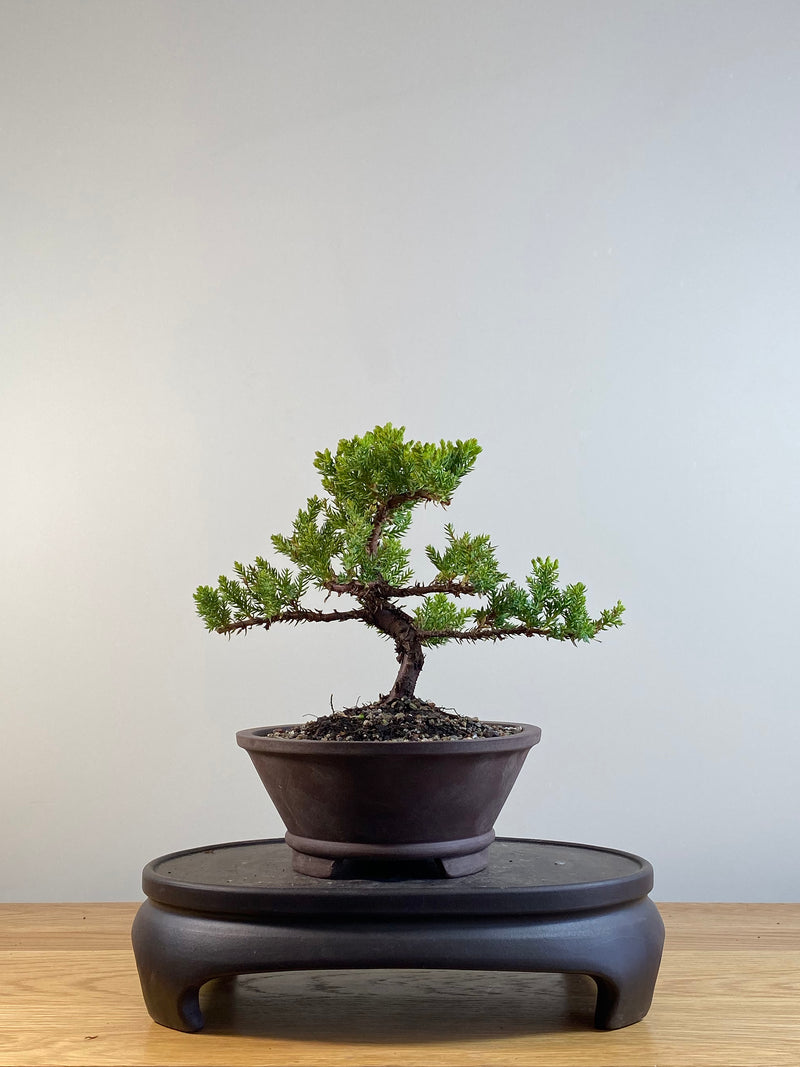 JAPANESE JUNIPER (JP201205)