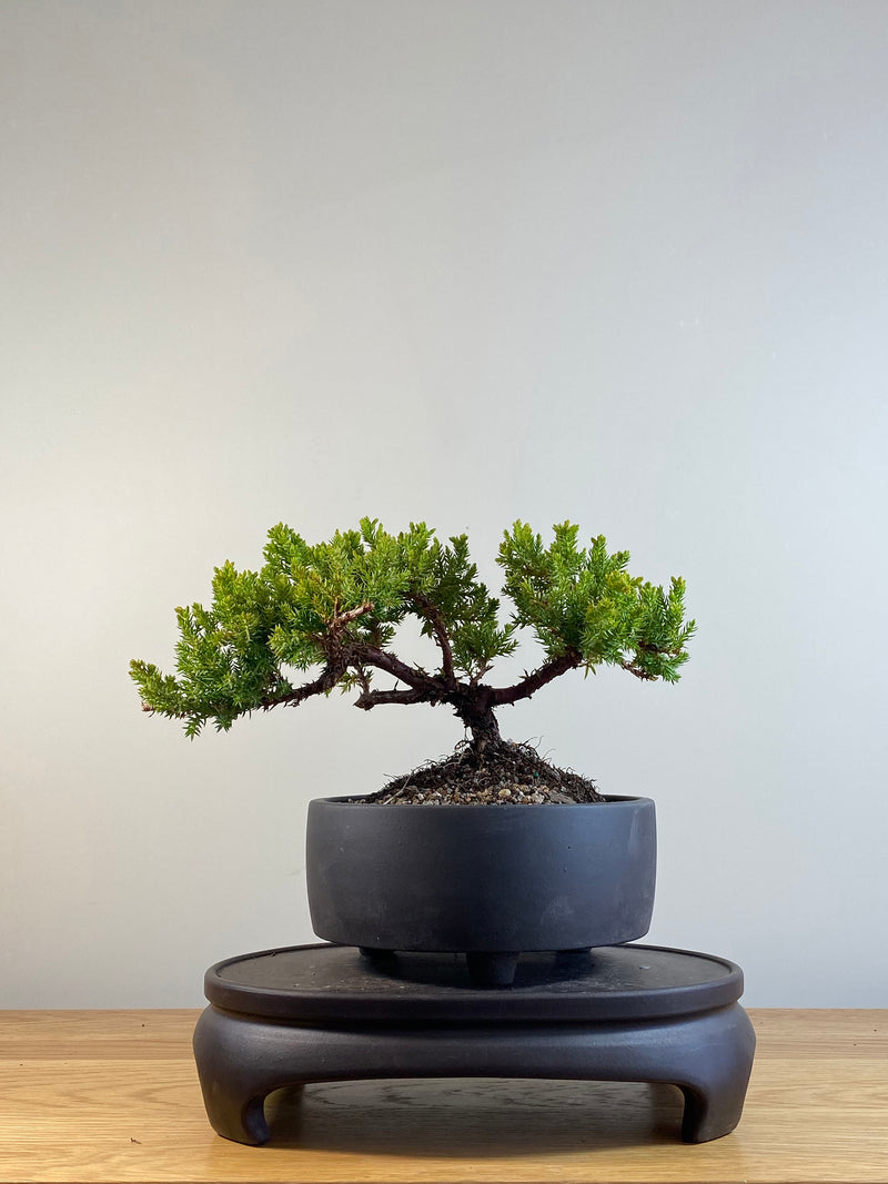 JAPANESE JUNIPER (JP201206)