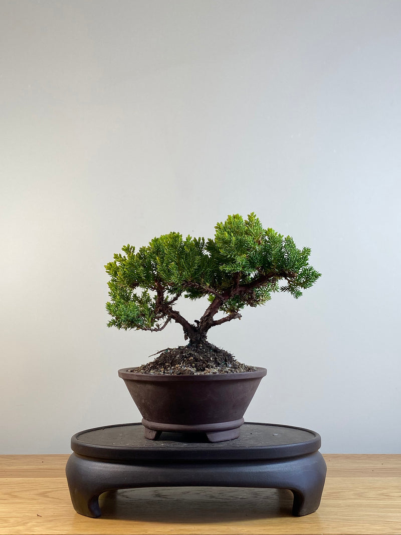 JAPANESE JUNIPER (JP201207)