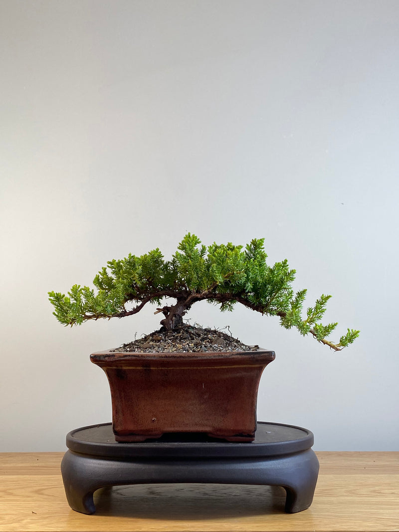 JAPANESE JUNIPER (JP201209)