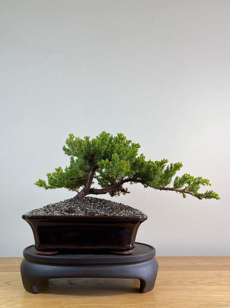 JAPANESE JUNIPER (JP2012101)