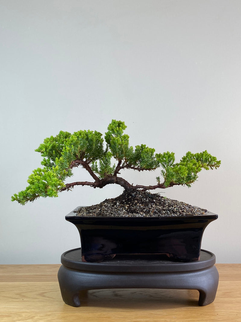 JAPANESE JUNIPER (JP2012102)