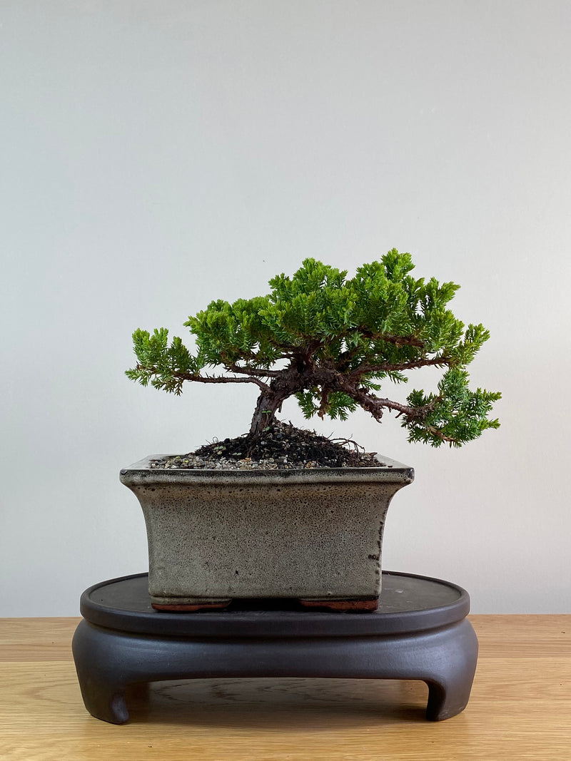 JAPANESE JUNIPER (JP2012103)