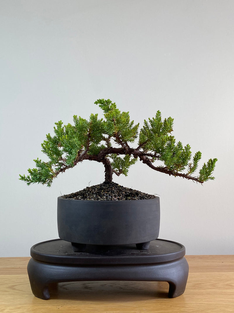 JAPANESE JUNIPER (JP2012104)