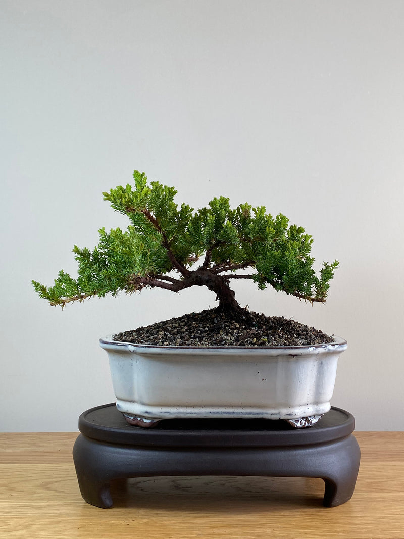 JAPANESE JUNIPER (JP2012105)