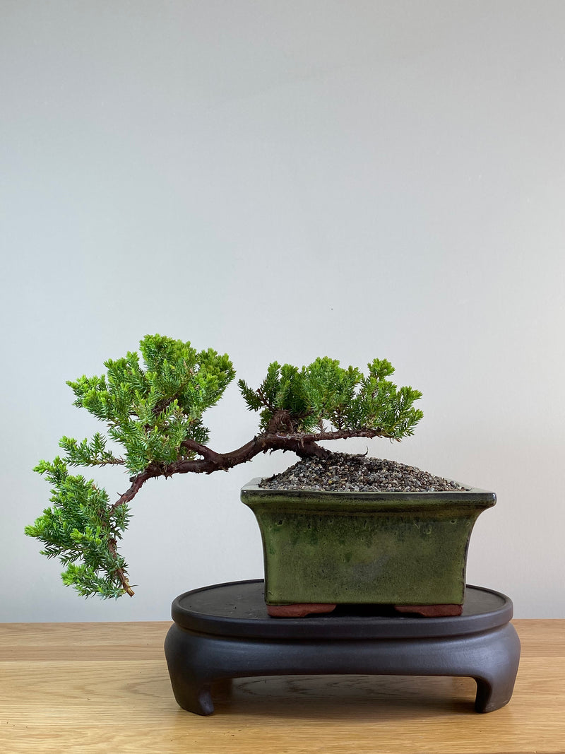 JAPANESE JUNIPER (JP2012106)