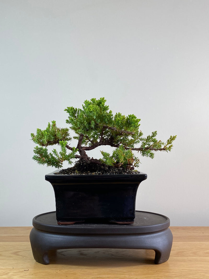 JAPANESE JUNIPER (JP2012107)