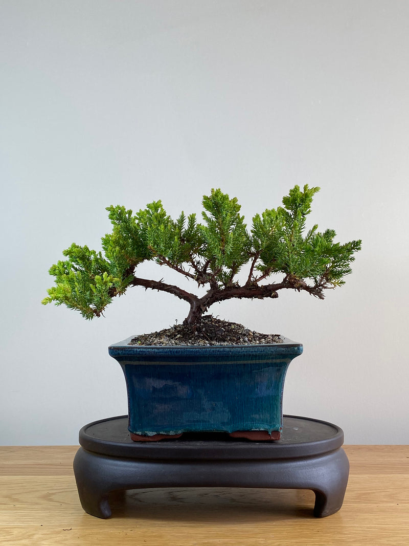 JAPANESE JUNIPER (JP2012108)