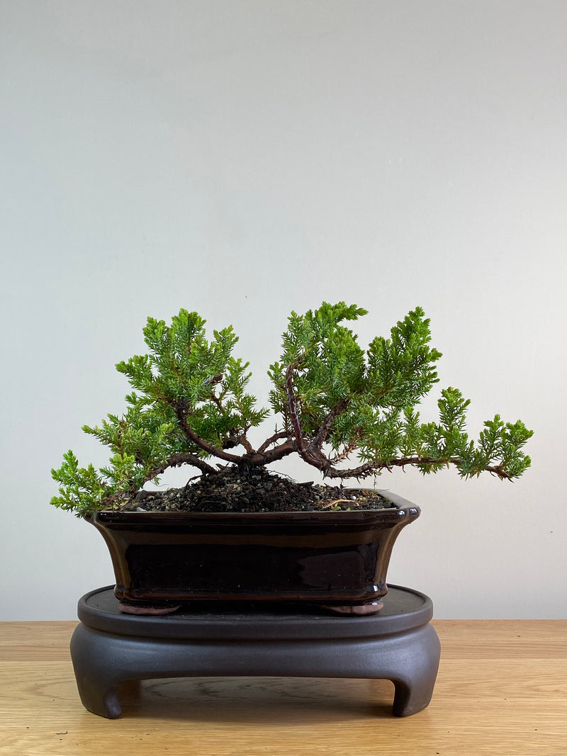 JAPANESE JUNIPER (JP2012109)