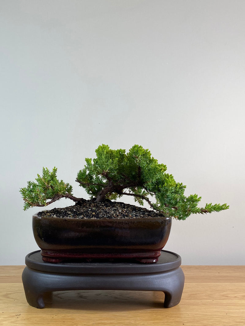 JAPANESE JUNIPER (JP2012110)