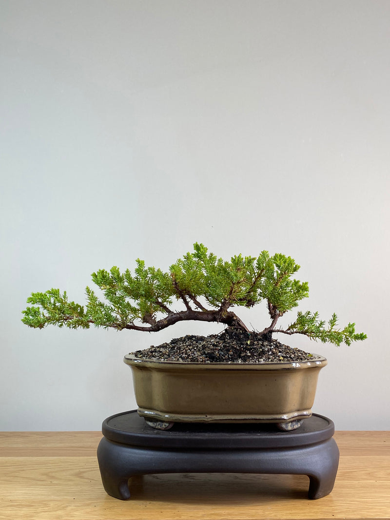 JAPANESE JUNIPER (JP2012111)