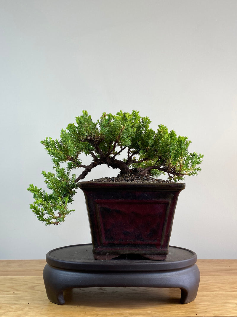 JAPANESE JUNIPER (JP2012112)