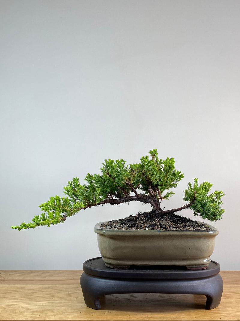 JAPANESE JUNIPER (JP2012113)