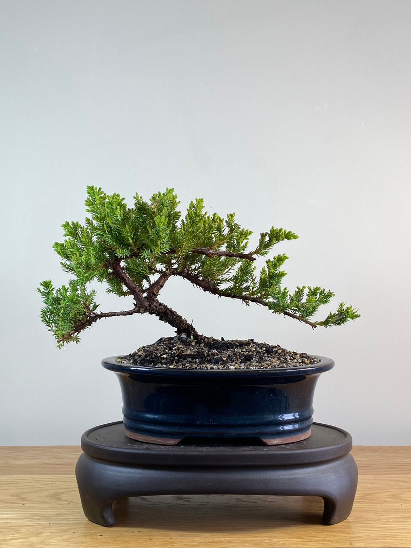 JAPANESE JUNIPER (JP2012114)