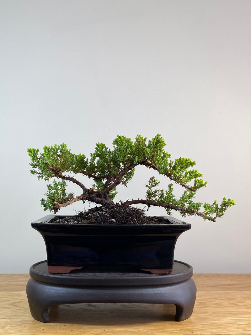 JAPANESE JUNIPER (JP2012115)