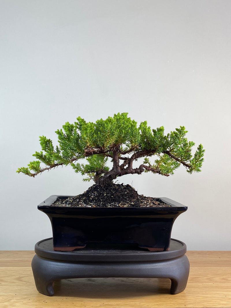 JAPANESE JUNIPER (JP2012116)