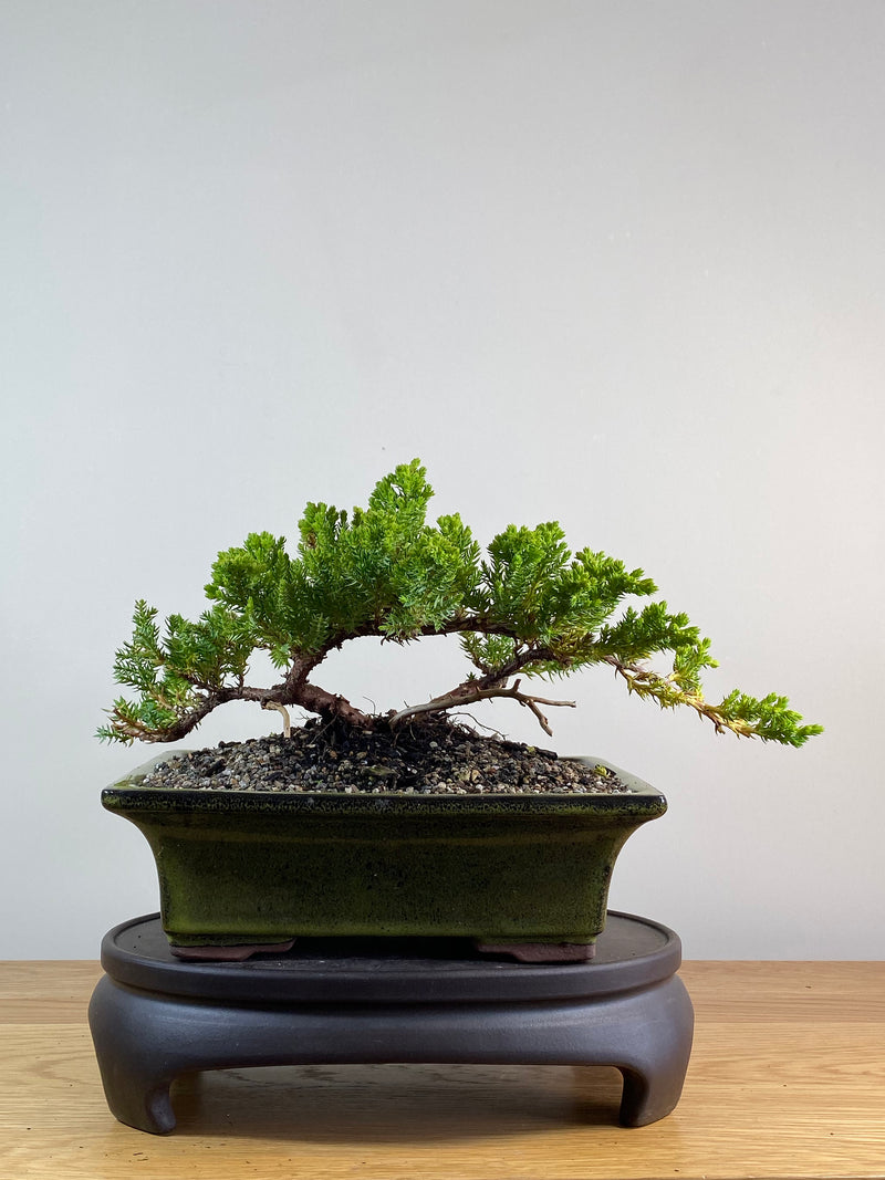 JAPANESE JUNIPER (JP2012117)