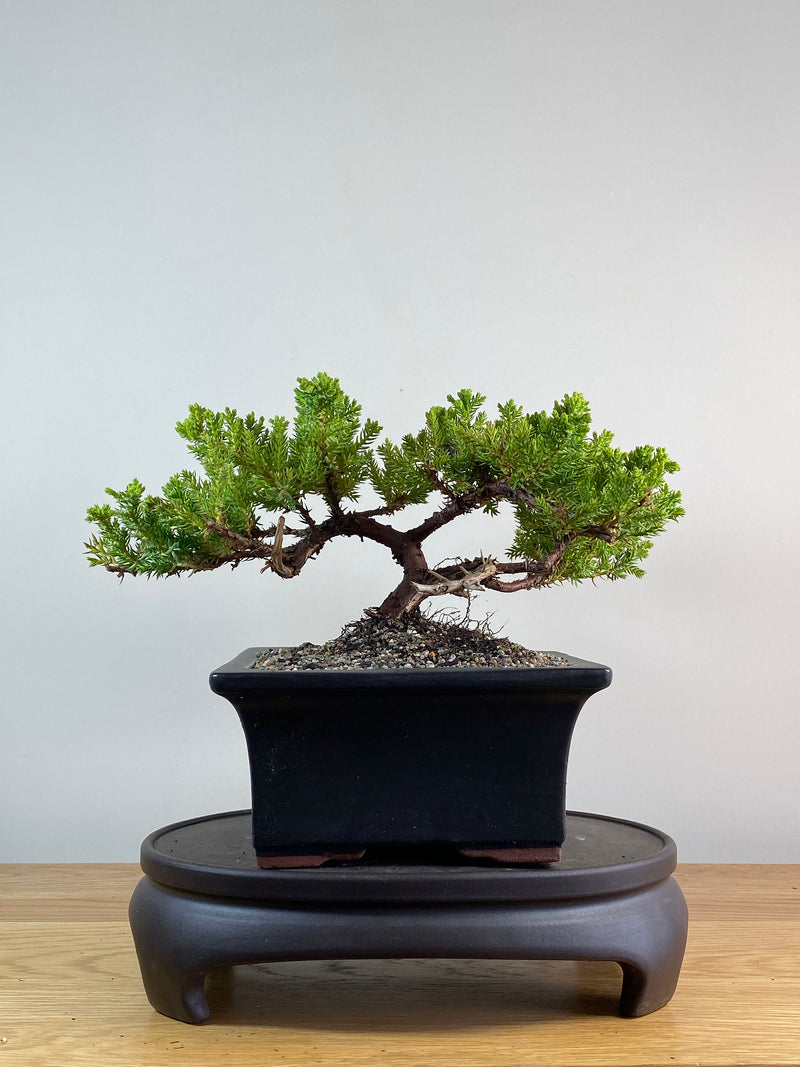 JAPANESE JUNIPER (JP2012118)