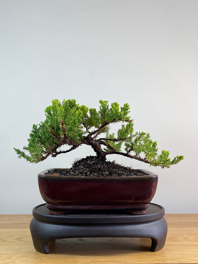 JAPANESE JUNIPER (JP2012119)