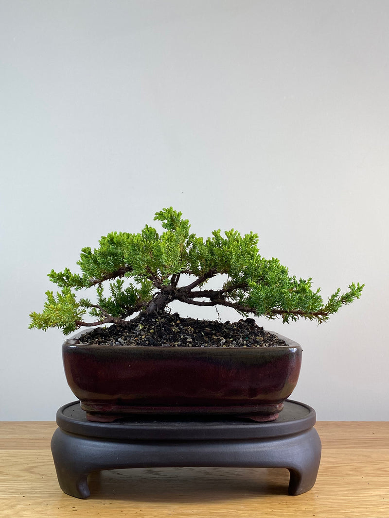 JAPANESE JUNIPER (JP2012120)