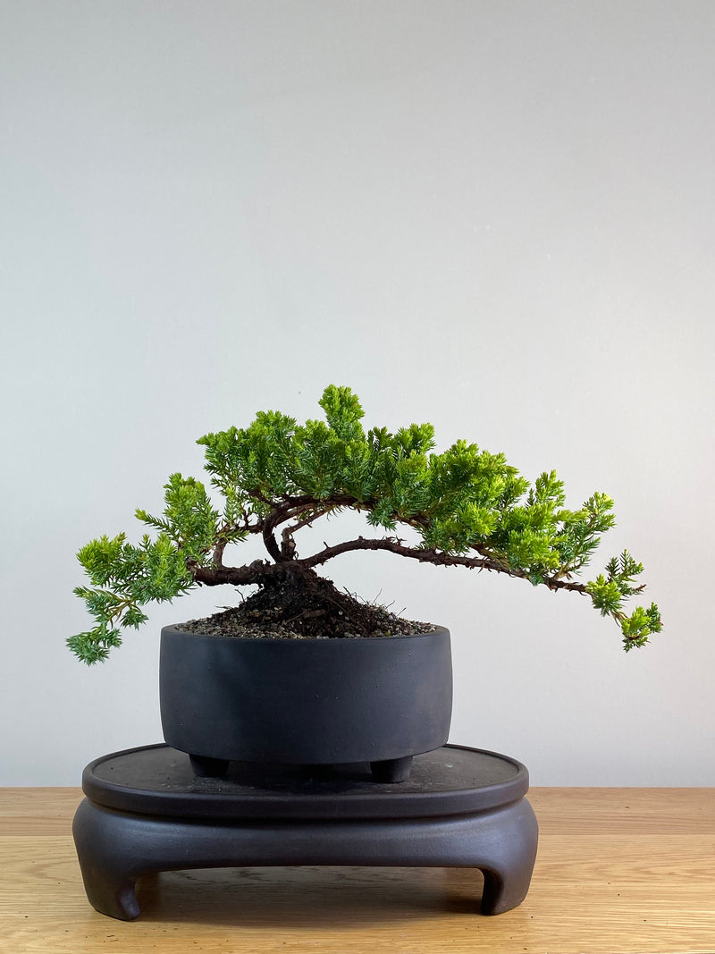 JAPANESE JUNIPER (JP2012121)