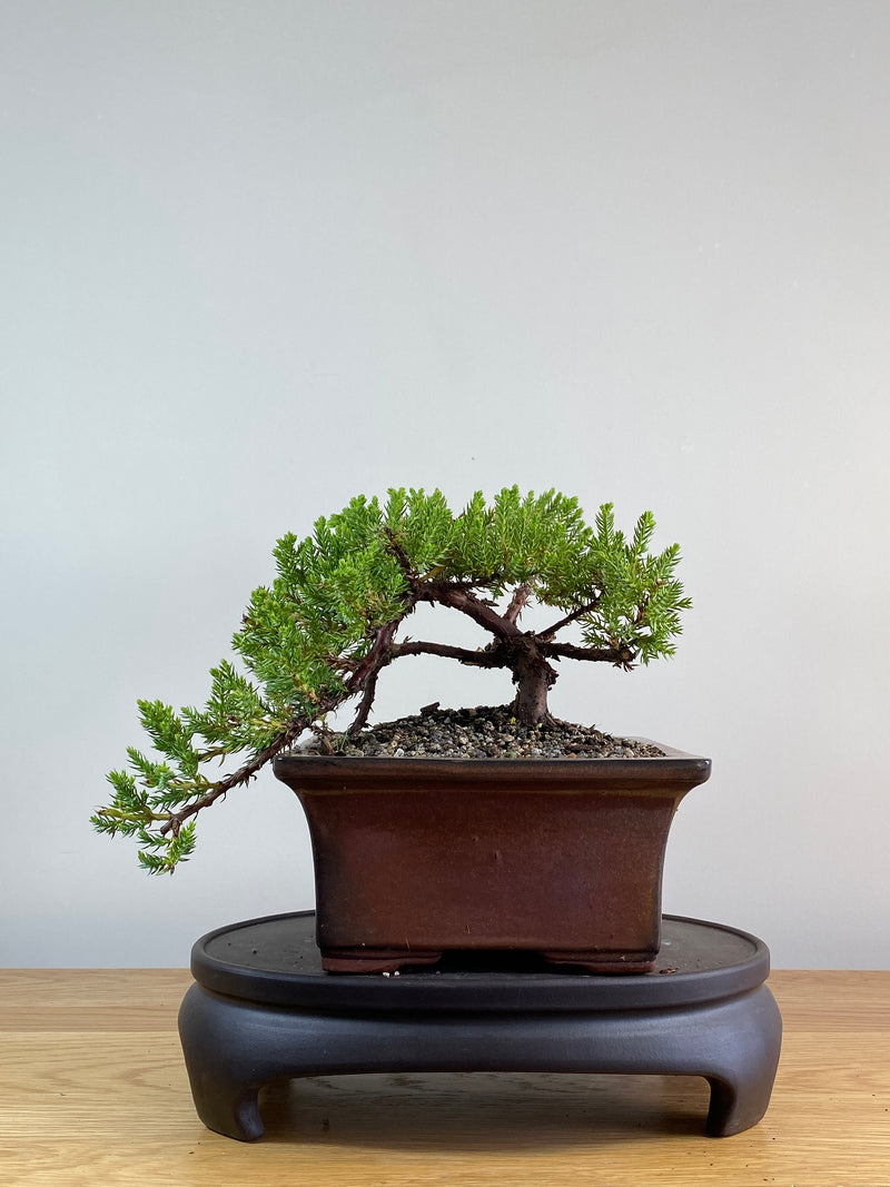 JAPANESE JUNIPER (JP2012122)