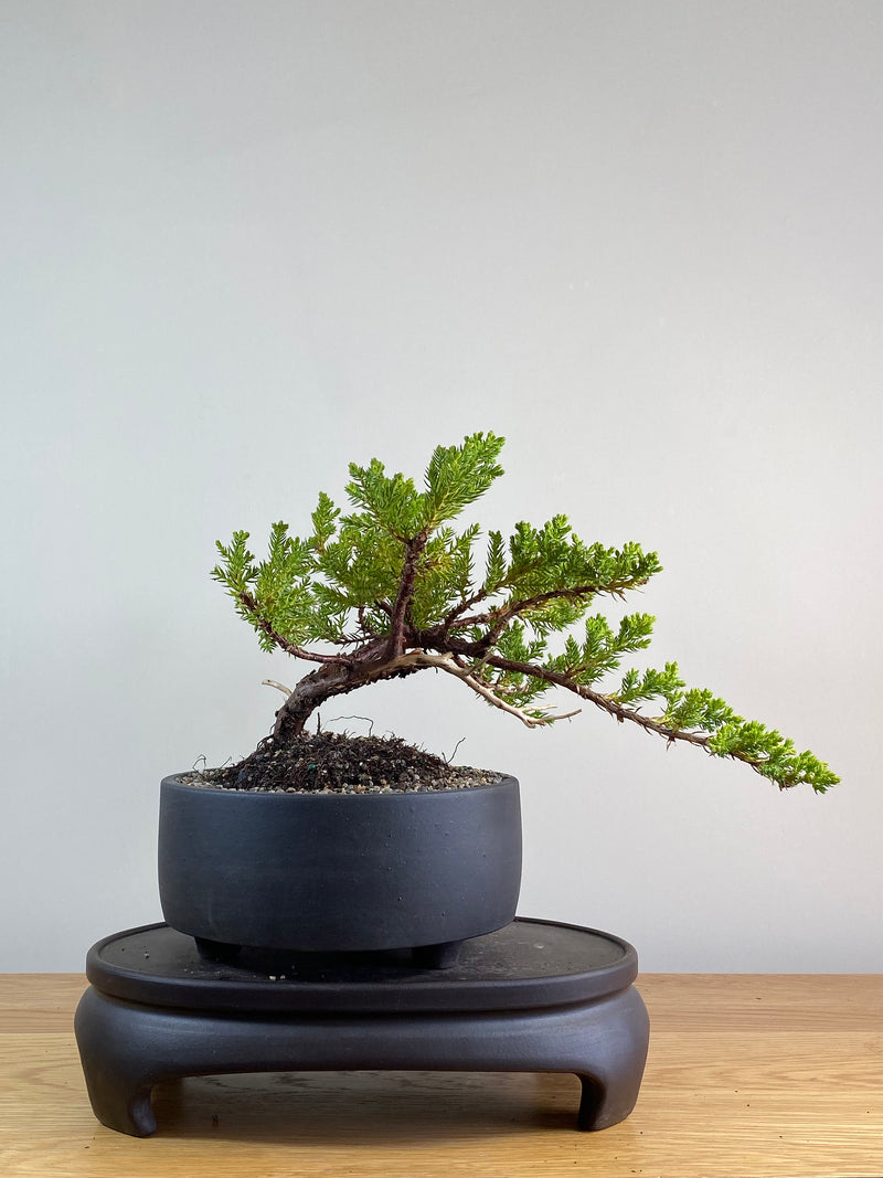 JAPANESE JUNIPER (JP2012123)