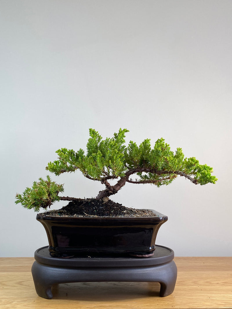 JAPANESE JUNIPER (JP2012124)