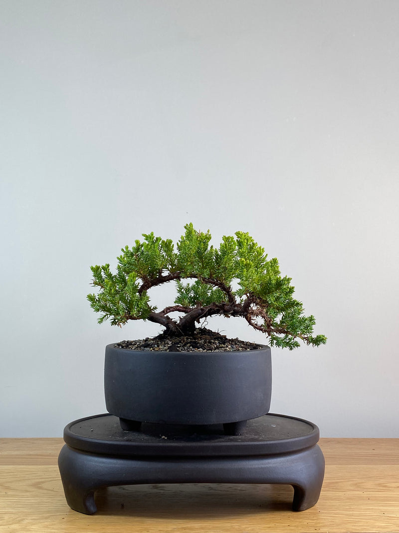 JAPANESE JUNIPER (JP2012125)