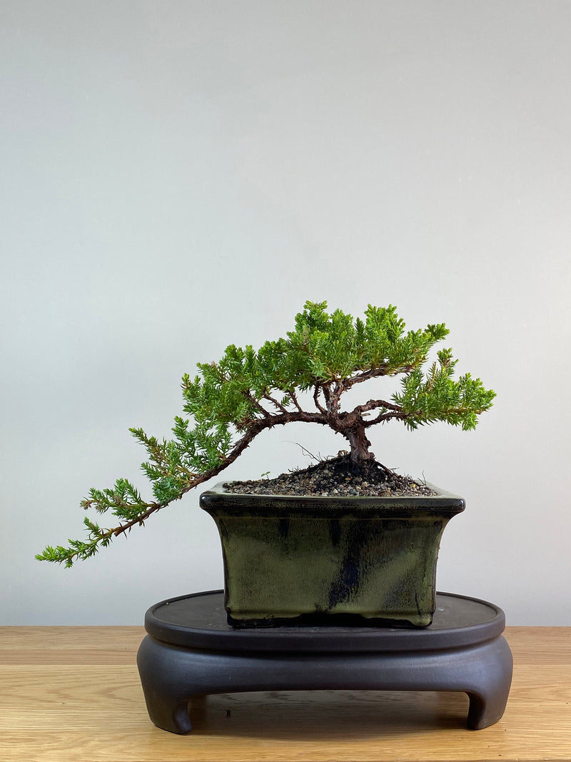 JAPANESE JUNIPER (JP2012126)