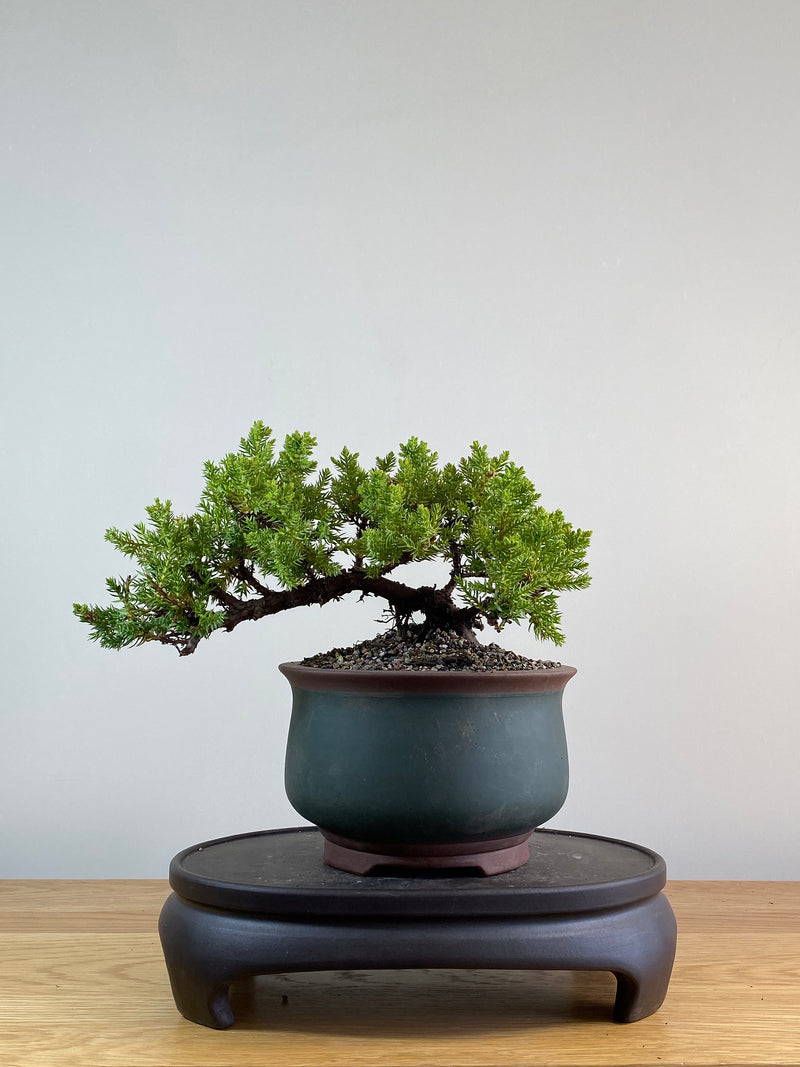 JAPANESE JUNIPER (JP2012127)