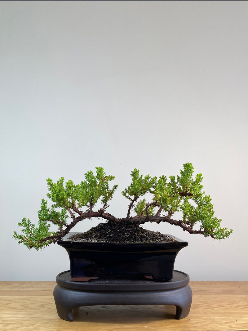 JAPANESE JUNIPER (JP2012128)