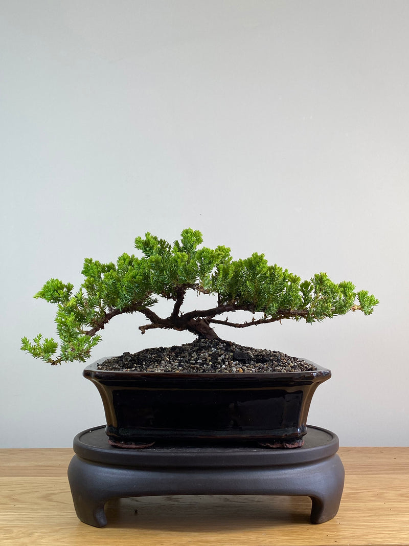 JAPANESE JUNIPER (JP2012129)