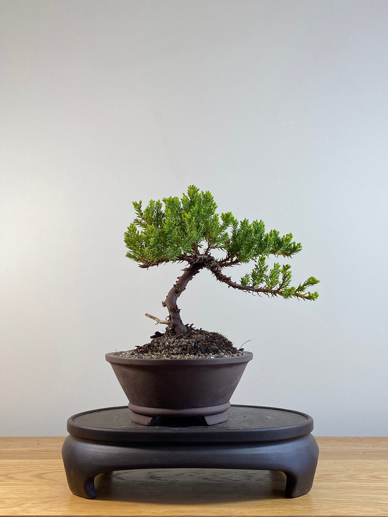 JAPANESE JUNIPER (JP201212)