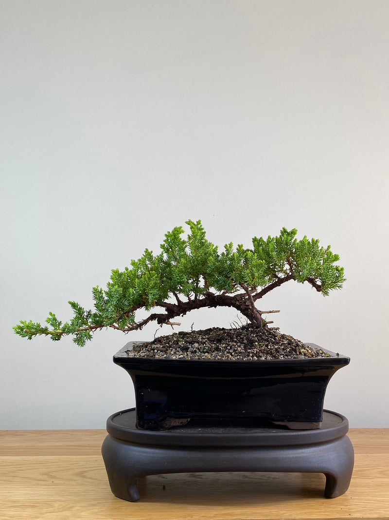 JAPANESE JUNIPER (JP2012130)