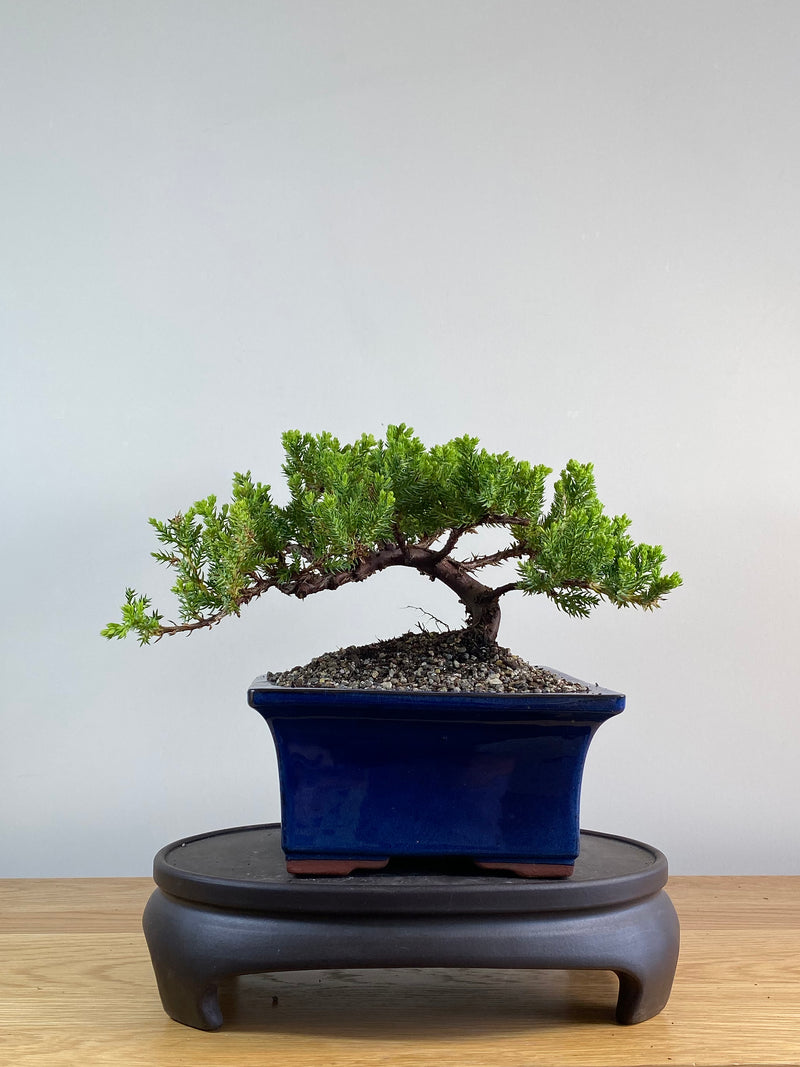 JAPANESE JUNIPER (JP2012131)