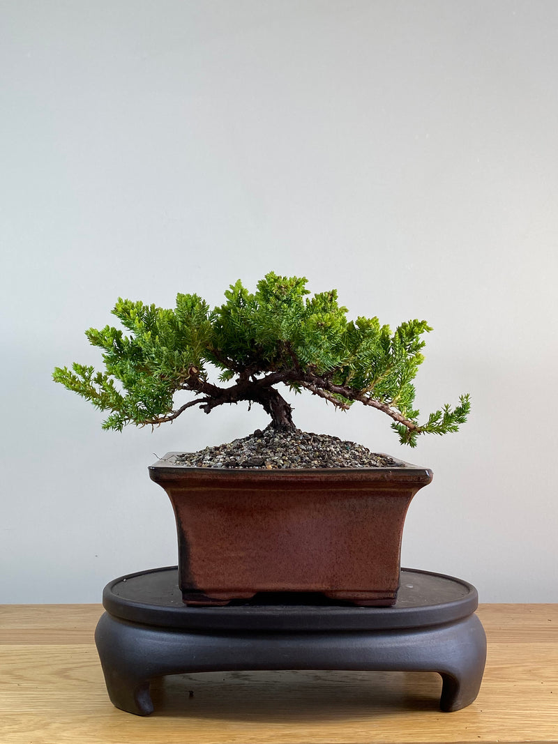 JAPANESE JUNIPER (JP2012132)