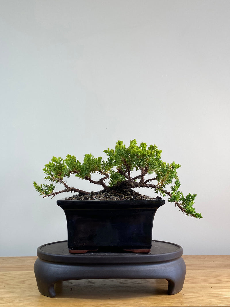 JAPANESE JUNIPER (JP2012133)