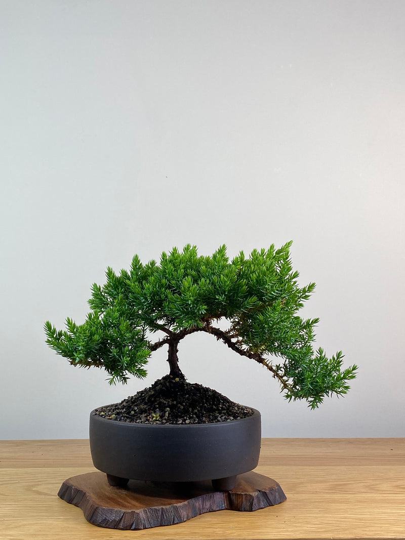 JAPANESE JUNIPER (JP2012134)