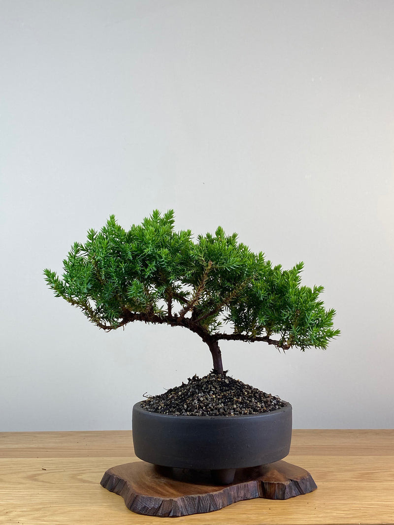 JAPANESE JUNIPER (JP2012135)