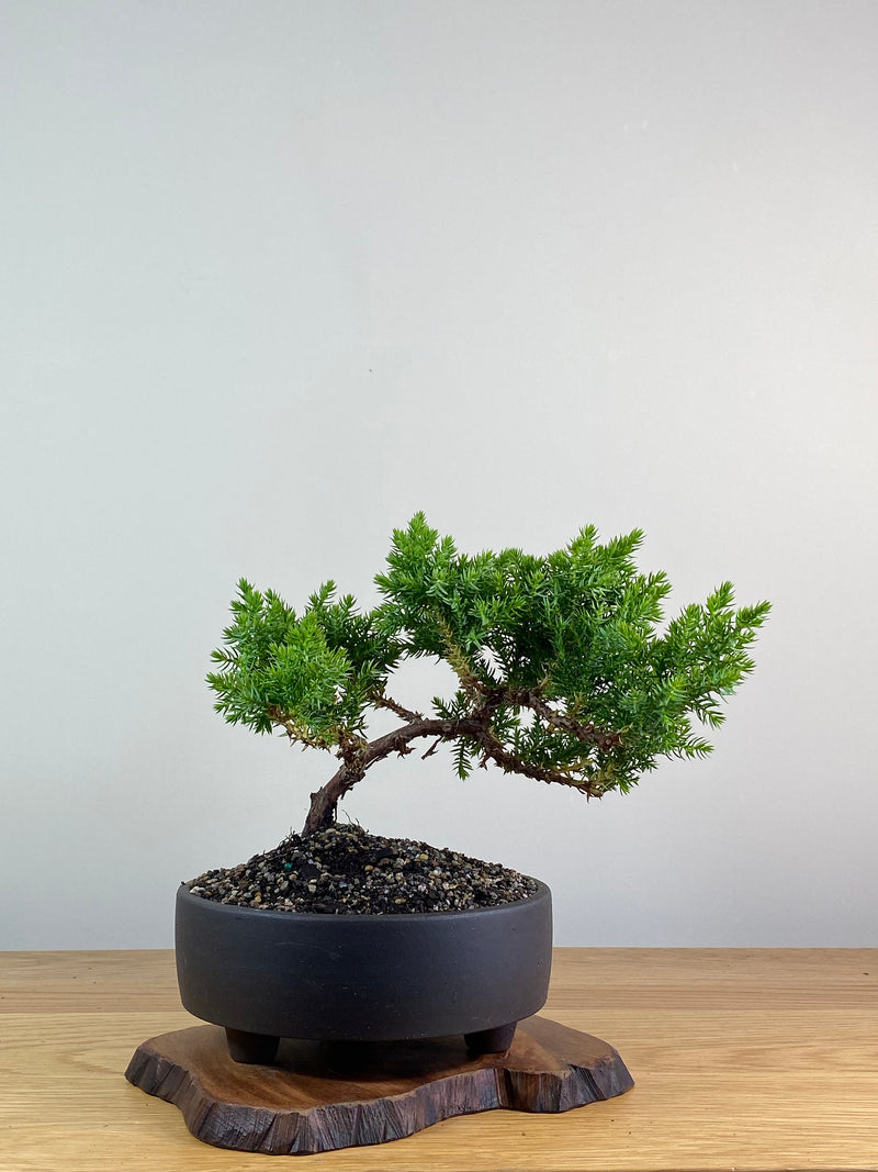 JAPANESE JUNIPER (JP2012136)