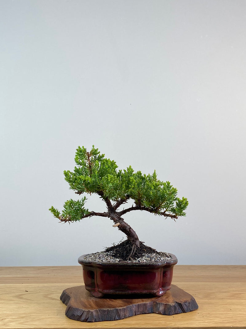 JAPANESE JUNIPER (JP2012138)