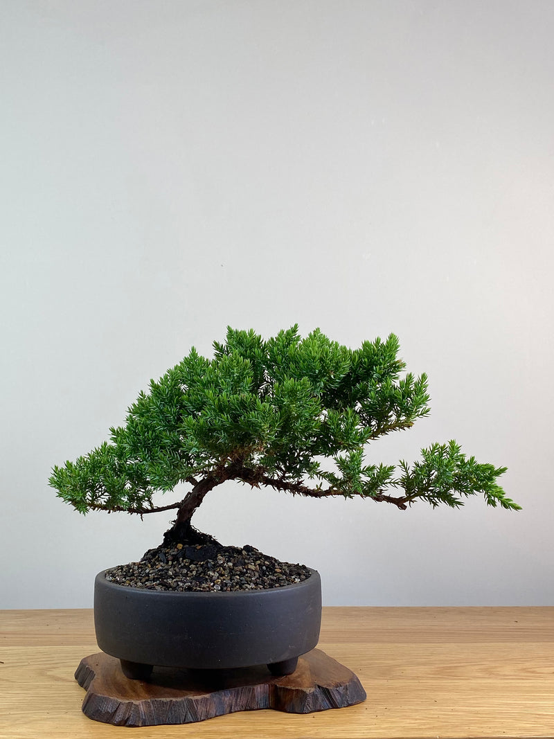 JAPANESE JUNIPER (JP2012139)