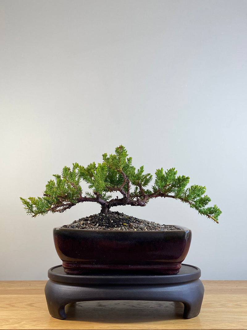 JAPANESE JUNIPER (JP201213)