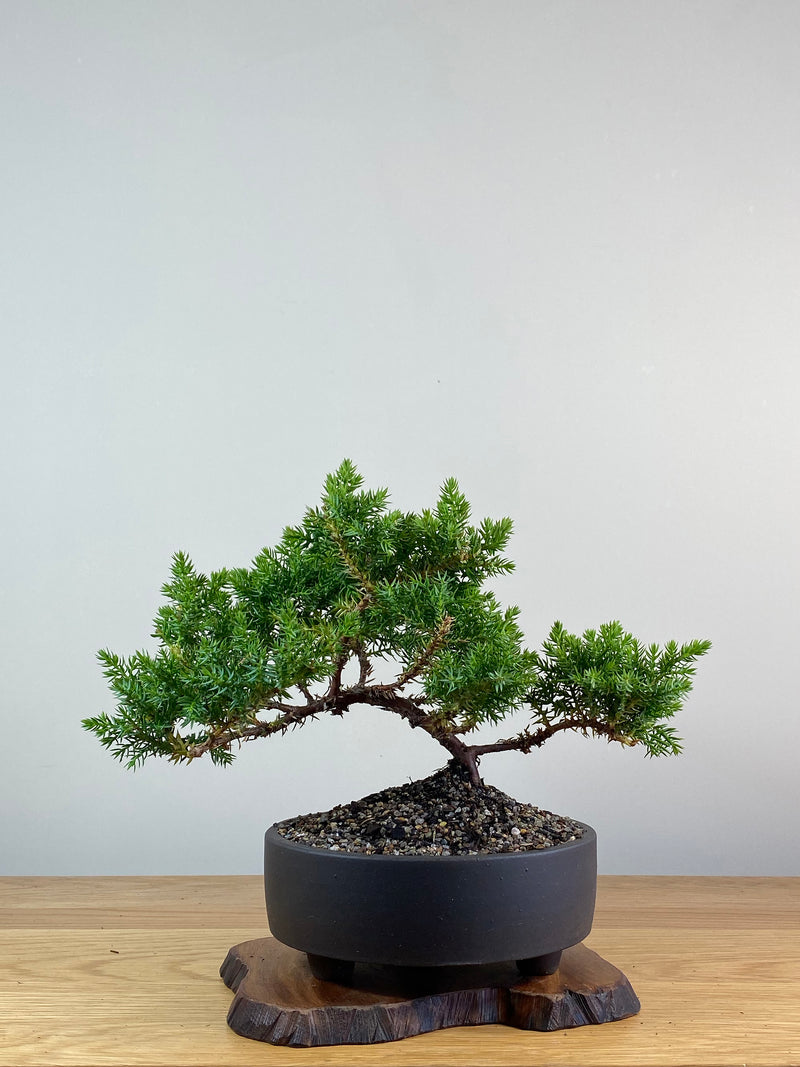 JAPANESE JUNIPER (JP2012140)